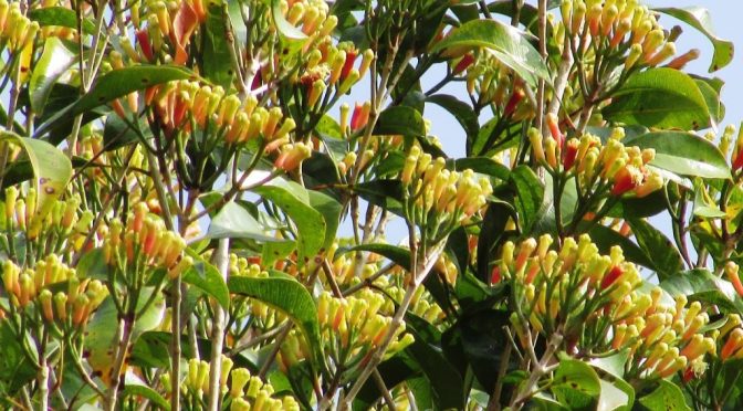 Bunga Sedap Malam, Lirik Lagu, MP3, Iis Sugianto, Lagu Nostalgia