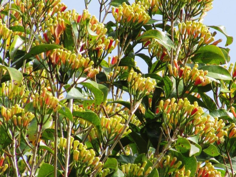 Bunga Sedap Malam, Lirik Lagu, MP3, Iis Sugianto, Lagu Nostalgia