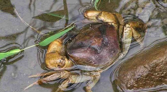 Manfaat Kepiting Yuyu bagi Kesehatan Liver, Mata, dan  Mencegah Kanker