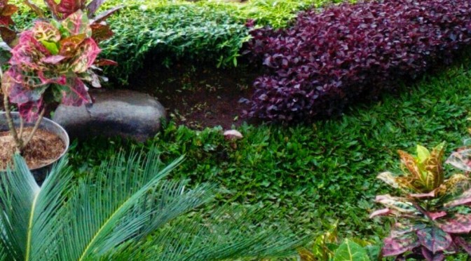 Kisah Calon Pengganti CEO melalui Seleksi Menanam Biji Tumbuhan