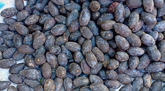 Pemayau atau Kemayau, Buah Khas Sekayu sejak Dahulu