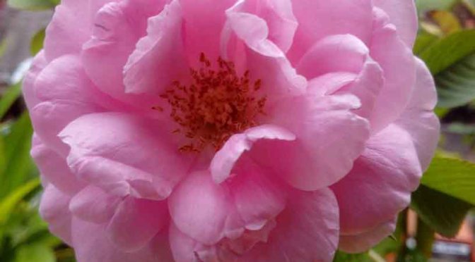 Bunga untuk Ibuku | 32, Cerbung Tien Kumalasari