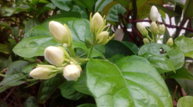 Melati | Cerbung 02 Tien Kumalasari