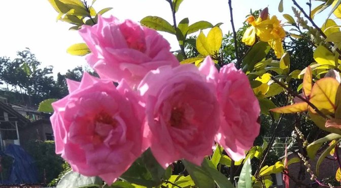 Bunga untuk Ibuku | 23, Cerbung Tien Kumalasari