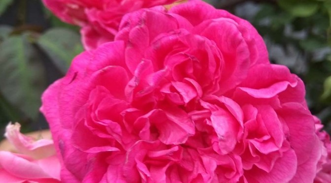 Bunga untuk Ibuku | 36, Cerbung Tien Kumalasari