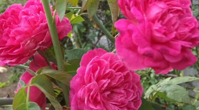 Inilah Sejarah Hari Valentine dari Berbagai Versi