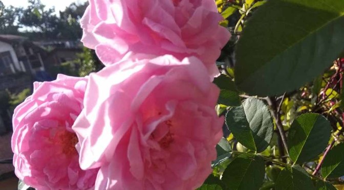 Bunga untuk Ibuku | 34, Cerbung Tien Kumalasari