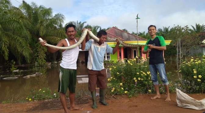 Ular Phiton Keluar dari Sarang karena Banjir, di Desa Sumber Jaya dan Tenggulang Baru