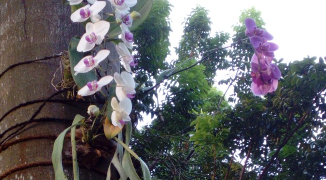 Aneka Bunga Anggrek Penghias Jalanan Masuk Auditorium dan Rektorat Kampus UNNES