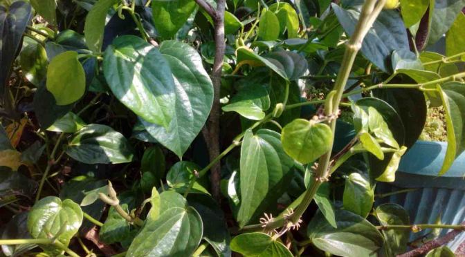 Cek 4,7M Dua Lembar dan SIUP Seperti Asli, Waspada Penipuan