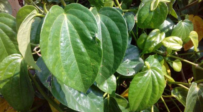 Manfaat Daun Sirih (Hijau) untuk Kesehatan, dan Lainnya