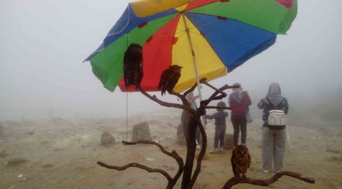 Wisata Dieng Cukup Dingin Saat Kabut Menyelimuti Kawasan