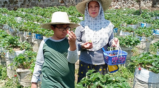 Panen Strawberry (Stoberi) Ala KissParry