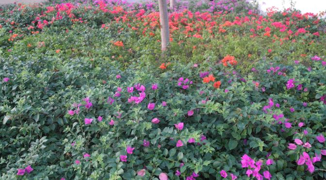 Lagu Nostalgia Betharia Sonata, Hati Seorang Wanita