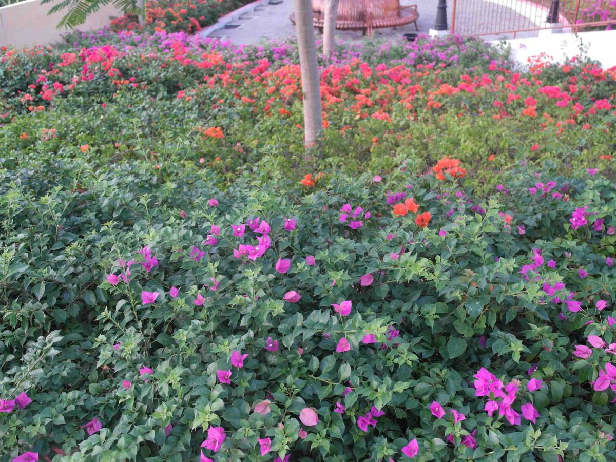 Lagu Nostalgia Betharia Sonata, Hati Seorang Wanita