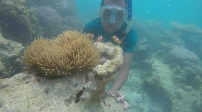 Snorkeling di Karimunjawa, Baru Kali ini Jadi Aku Sangat Terkesima
