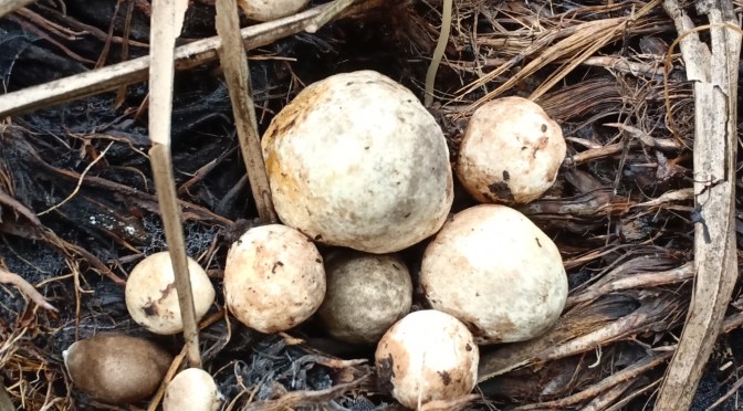 Cara Menyimpan Jamur Tangkos Kelapa Sawit dan Perburuan yang Menguntungkan