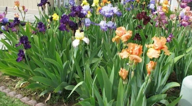 Yang Pertama Kali | Lagu Pop Pance Pondaag, Cover Harry Parintang, MP3 Download