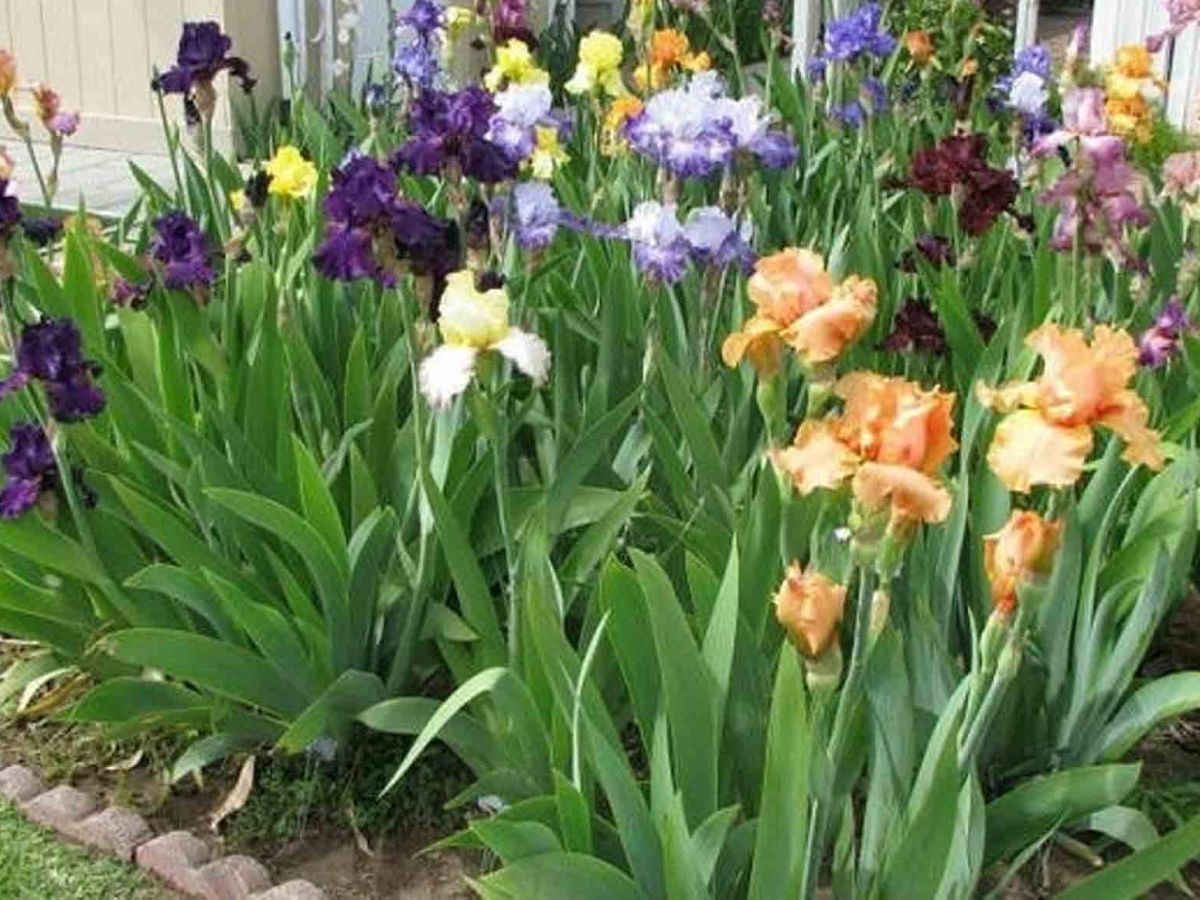 Bunga untuk Ibuku | 01, Cerita Bersambung, Tien Kumalasari