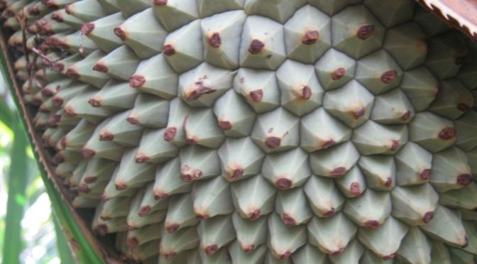 Mengenal Buah Woromo dari Papua yang Berkhasiat untuk Kesehatan