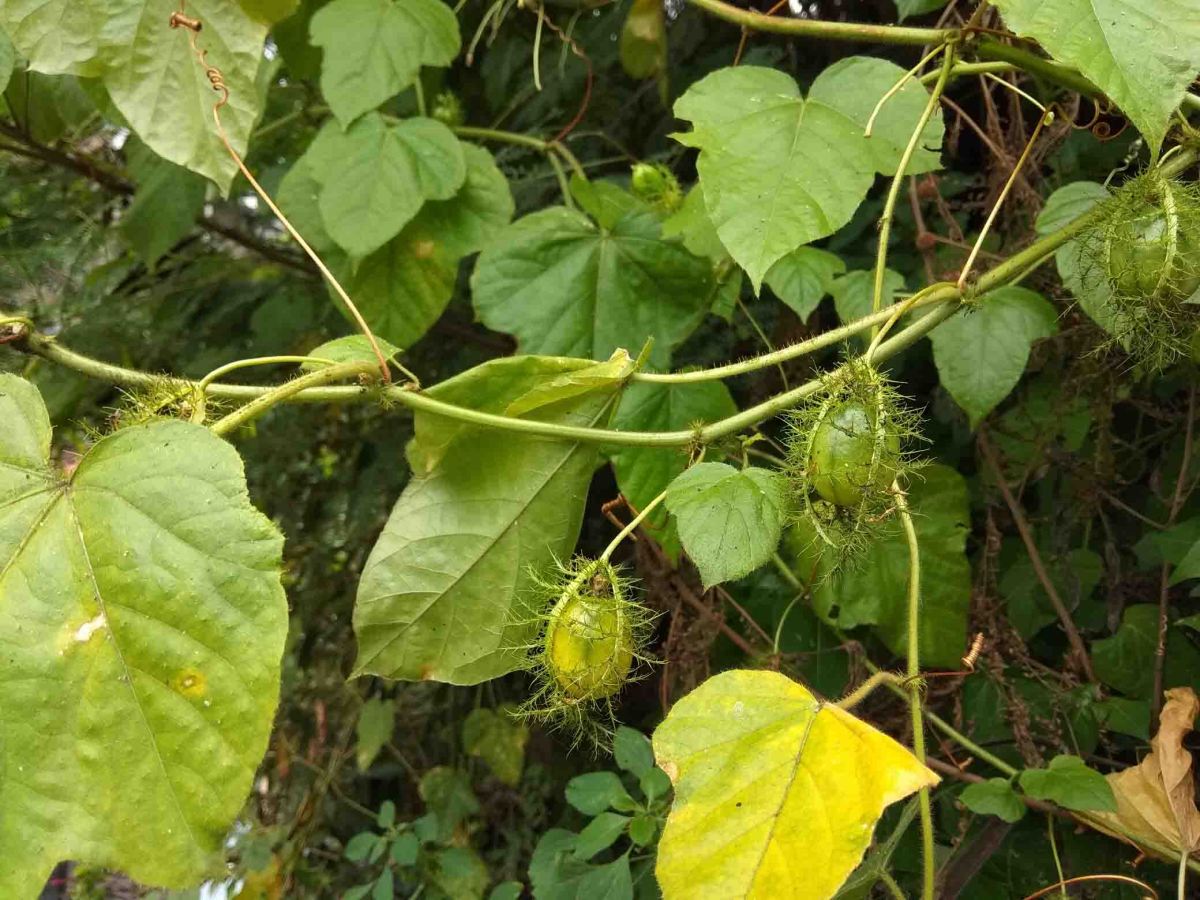 Ciplukan Blungsu untuk Obat Penenang dan Tekanan Darah Tinggi
