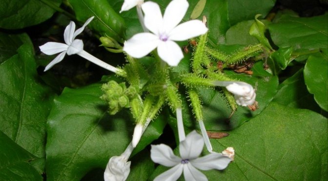 Daun Encok untuk Sakit Rematik dan Kanker Darah