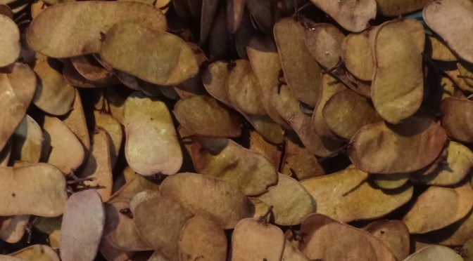 Telinga Nyamuk yang Langka, Biasa untuk Lalapan