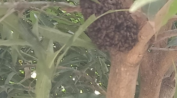 Negara Penghasil Madu Terbaik, Indonesia Diantaranya