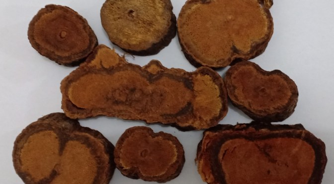 Akar Bajakah Penyembuh Ajaib Kanker dan Tumor