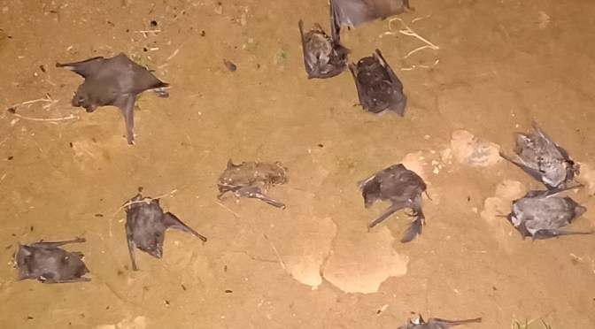 Perangkap Kelelawar dengan Lem Pasta Tikus, Upaya Pemberantasan