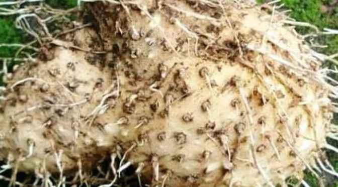 Inilah Pengusir Tikus Alami dari Sayuran, Buah dan Tanaman