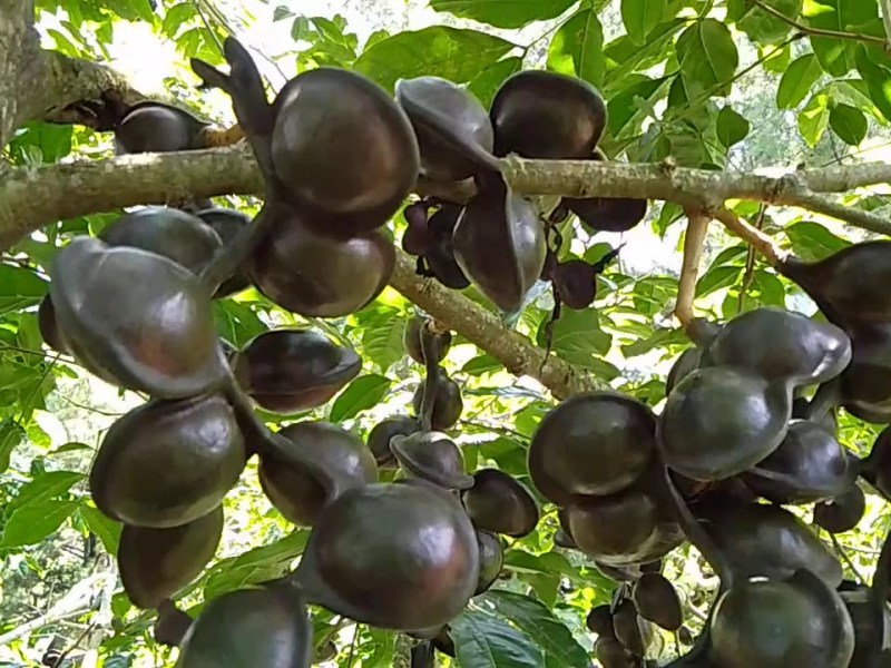 Aroma Bau yang Tidak Disukai oleh Tikus