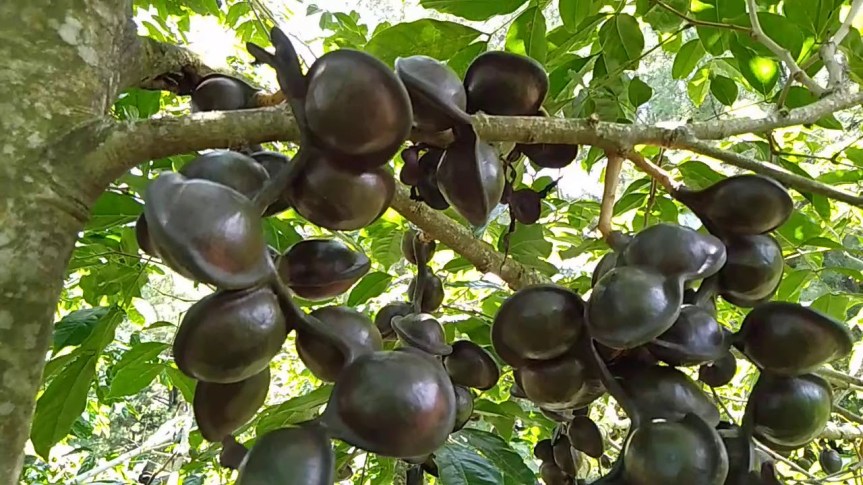 tanaman jengkol buah
