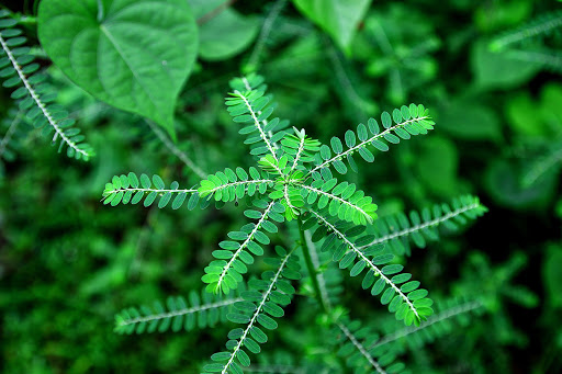 20 Manfaat Meniran untuk Kesehatan, mulai Daun, Batang, Akar, dan Bunga