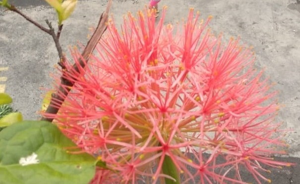 Bunga Desember-ku Ternyata Mekar di Bulan Juli, Apa Karena Masih Ada Hujan?