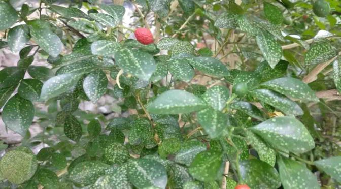 Inilah Kemuning dan Manfaatnya untuk Kesehatan