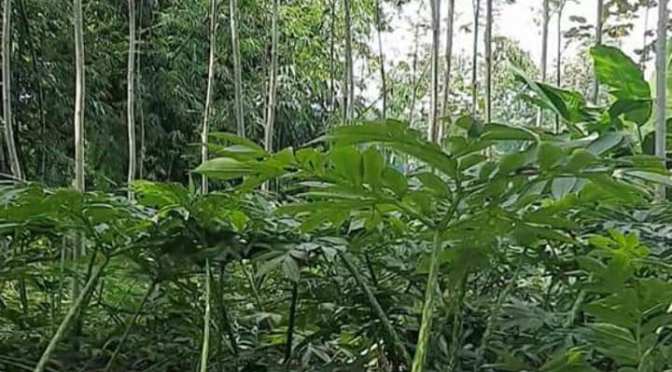 Porang, Tanaman Umbi yang Cinta Damai dan Mudah Budidayanya