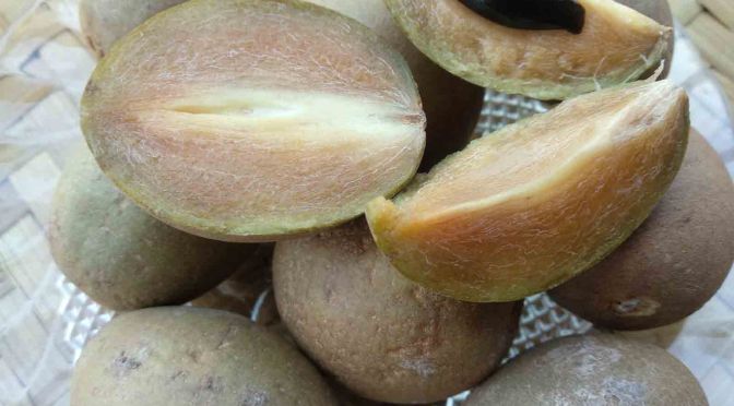 Manfaat 3B Sawo Manila (Batang, Buah, dan Bunga)