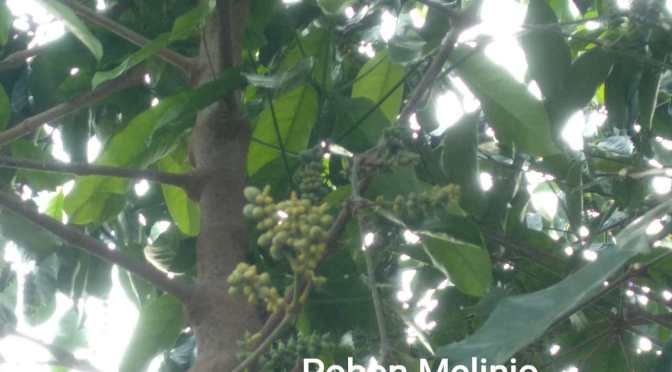 Inilah Uniknya Pohon Melinjo dan Apa sih Manfaatnya