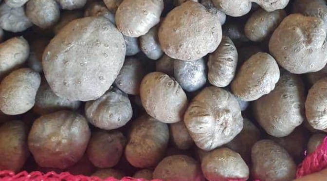 Umbi Porang Jadi Komoditas Primadona Mendatang, karena Ini