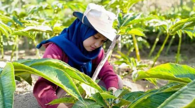 Cara Sederhana Budidaya Porang dengan Tumpang sari, Sebuah Usaha Sampingan, Berapa Modalnya!