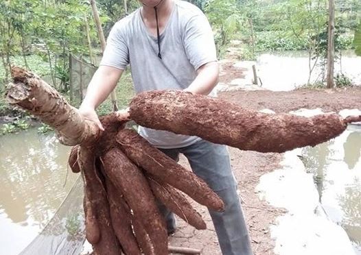 Kawinkan Silang Singkong Petani Ini Berjuang untuk Ketahanan Pangan, Salut Patut Diacungi Jempol Dua