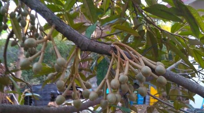 Bakal Buah Durian (Duren) itu Seperti Apa ya…