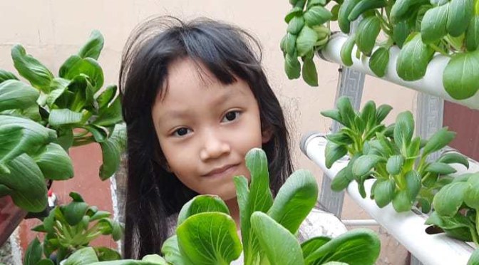 Tips Cara Memanfaatkan Lahan Sempit Terbatas untuk Berkebun