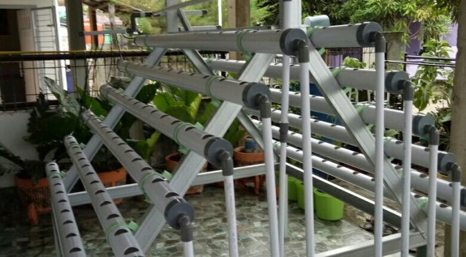 Rumah Hidroponik Ecofarm Unnes, Siap Panen Sayuran, Diperuntukkan Masyarakat Sekitar dan Warga Kampus