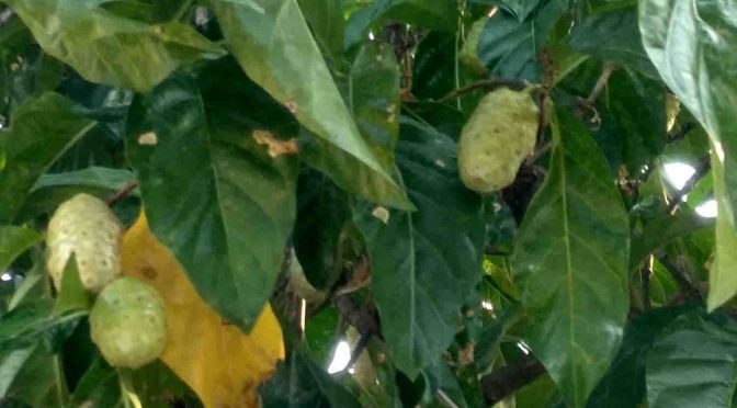 Petik Buah Pace <em>(Mengkudu – Noni)</em> Masak Pohon, dan Inilah Manfaat Mengkudu untuk Pengobatan