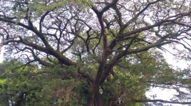 Cara Cek Kesehatan Tanpa Periksa Laboratorium | Guyon Maton