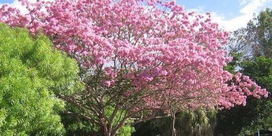 Bunga untuk Ibuku | 22, Cerbung Tien Kumalasari