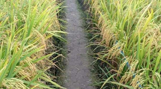 Manfaat Padi untuk Kesehatan: Diare,  Gondongan, Rematik, Beri-beri