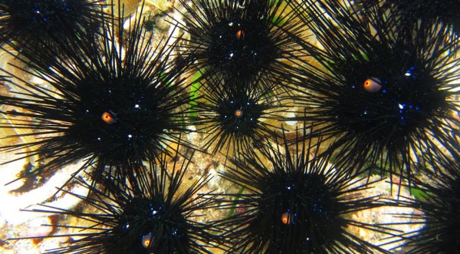 Cara Mengatasi Tertusuk Bulu Babi di Pantai